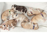 Puppy Collars for Litter Puppy ID Collars Glow in The Dark